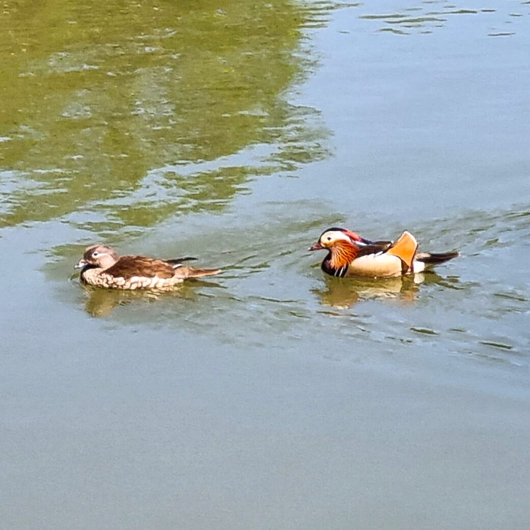 2 Enten