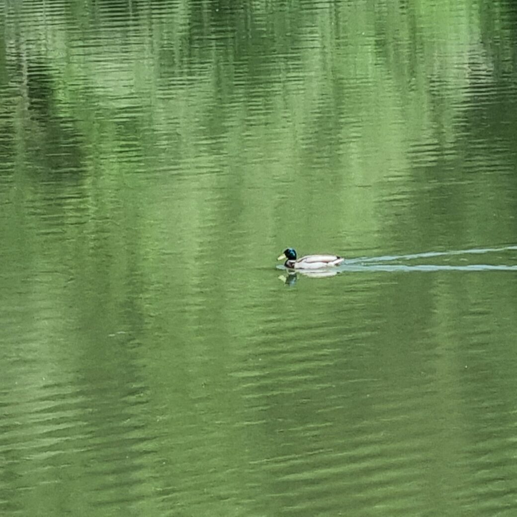 Ente