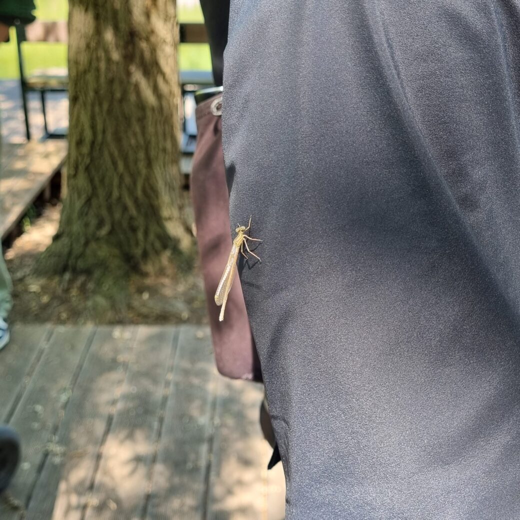 Libelle auf einem Rücken