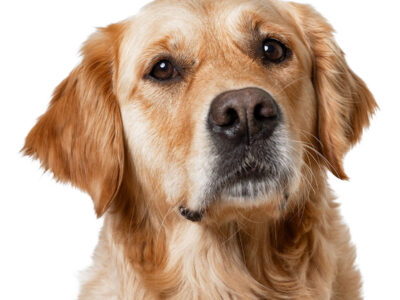 Golden Retriever sitzt und schaut freundlich in die Kamera