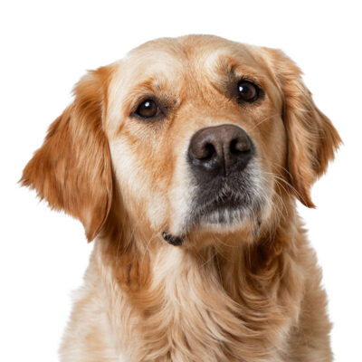 Golden Retriever sitzt und schaut freundlich in die Kamera