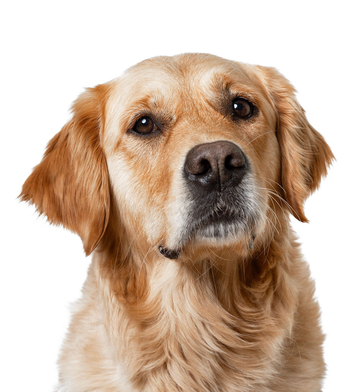 Golden Retriever sitzt und schaut freundlich in die Kamera