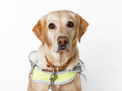 Golden Retriever sitzt und schaut freundlich in die Kamera.