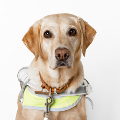 Golden Retriever sitzt und schaut freundlich in die Kamera.