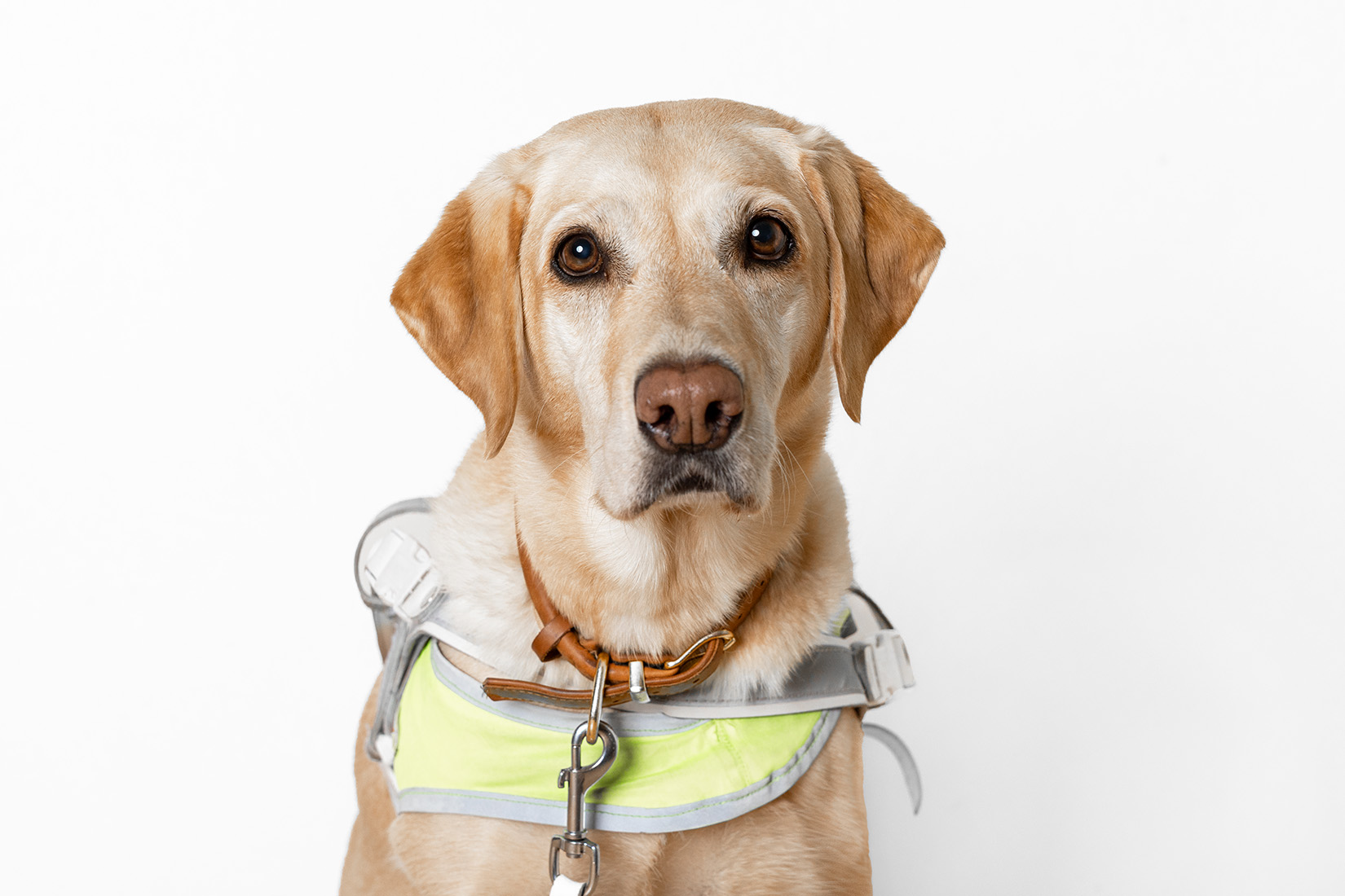 Golden Retriever sitzt und schaut freundlich in die Kamera.
